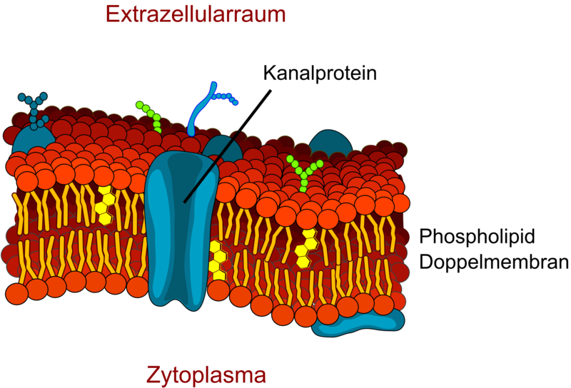 Lipidmembran